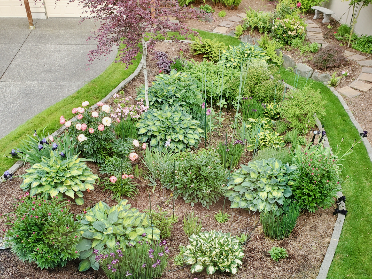 Rain Garden